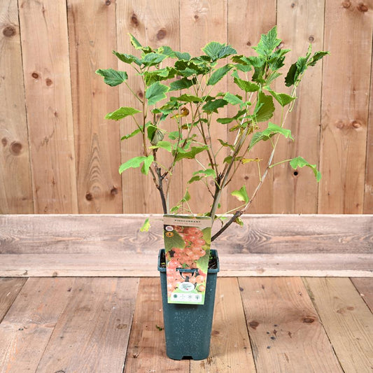 Ribes Pinkcurrant Gloire De Sablons 3L
