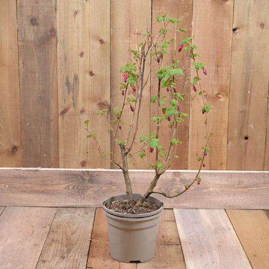 Ribes Sanguineum 'King Edward Vii' 3L