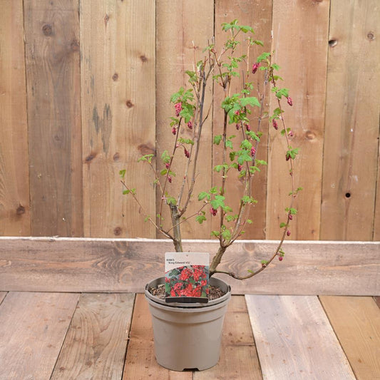 Ribes Sanguineum 'King Edward Vii' 3L