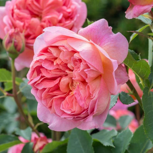 Rose Boscobel  Shrub 6L