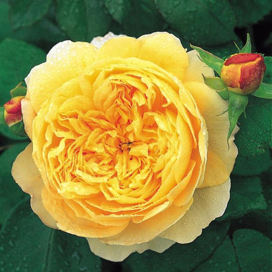 Rose Charles Darwin Shrub 6L