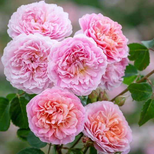 Rose Eustacia Vye Shrub 6L