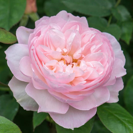Rose Gentle Hermione  Shrub 6L