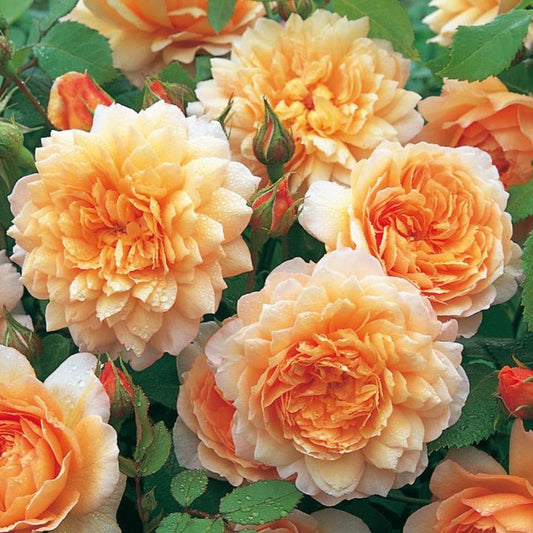 Rose Grace  Shrub 6L