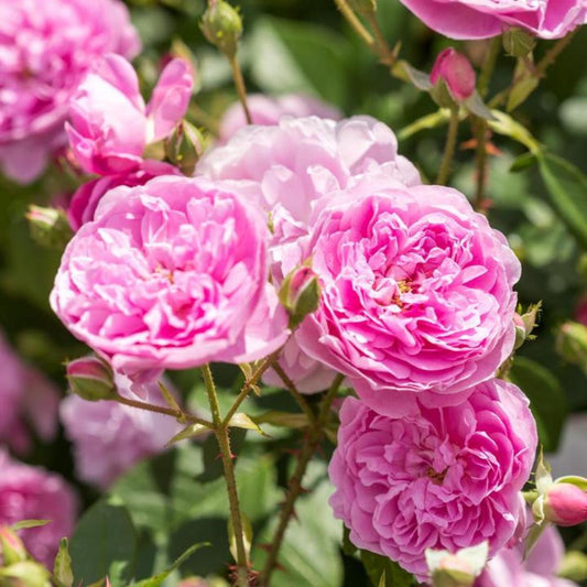 Rose Harlow Carr Shrub 6L