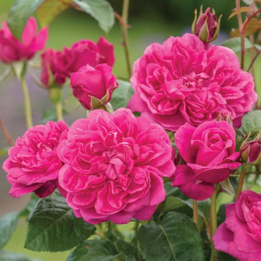 Rose James L Austin Shrub 6L