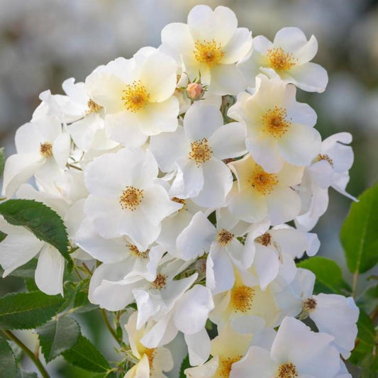 Rose Kew Gardens Shrub 6L