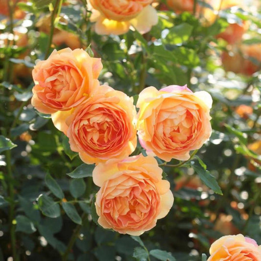 Rose Lady Of Shalott Shrub 6L