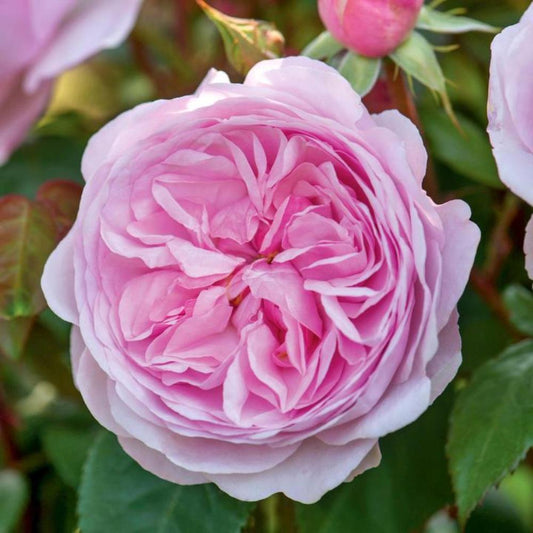Rose Olivia Austin Shrub 6L