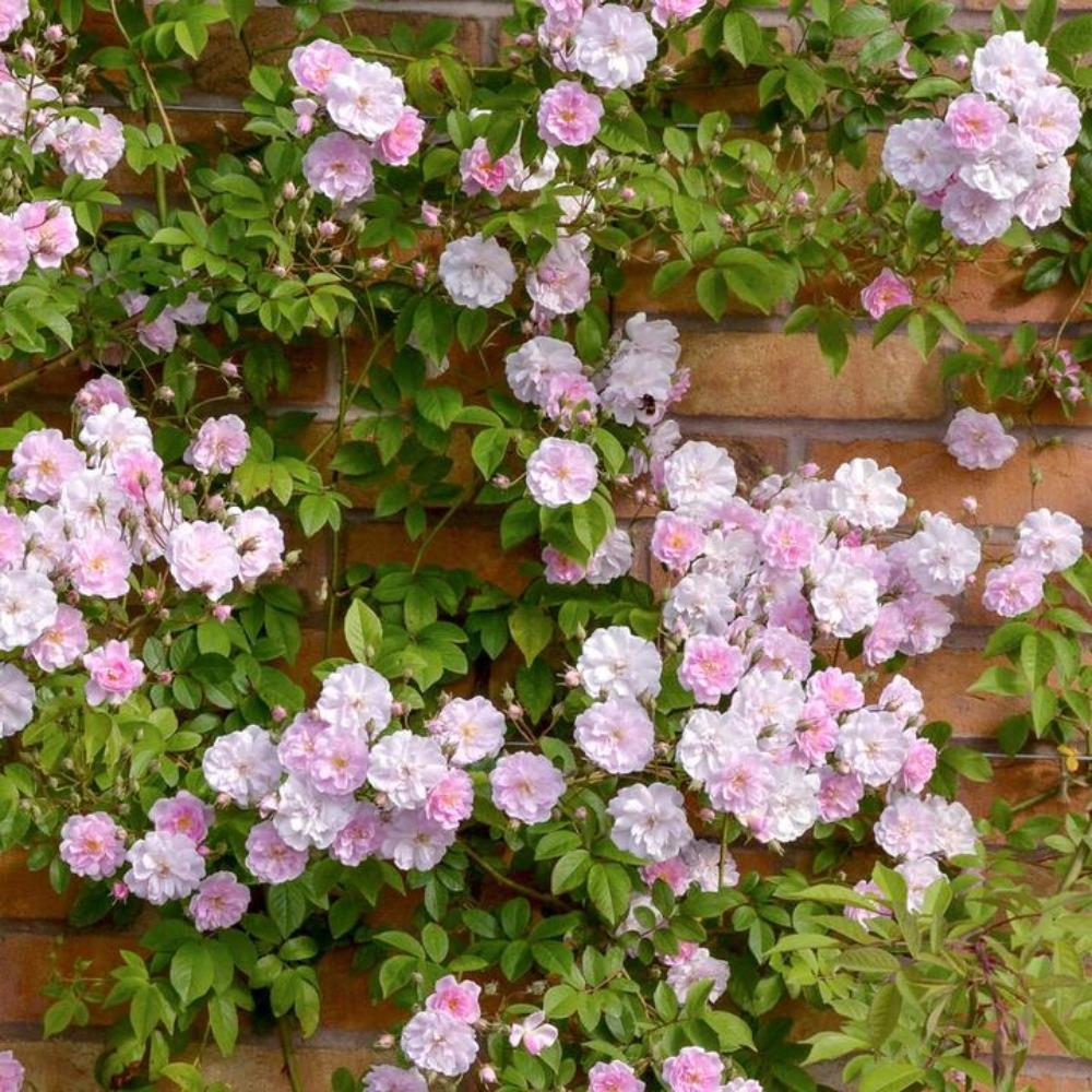 Rose ‘Paul’s Himalayan Musk’ Rambling Rose 6L