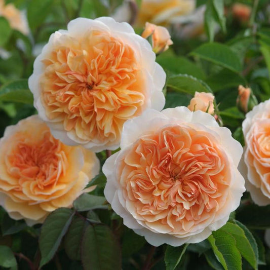 Rose Port Sunlight Shrub 6L