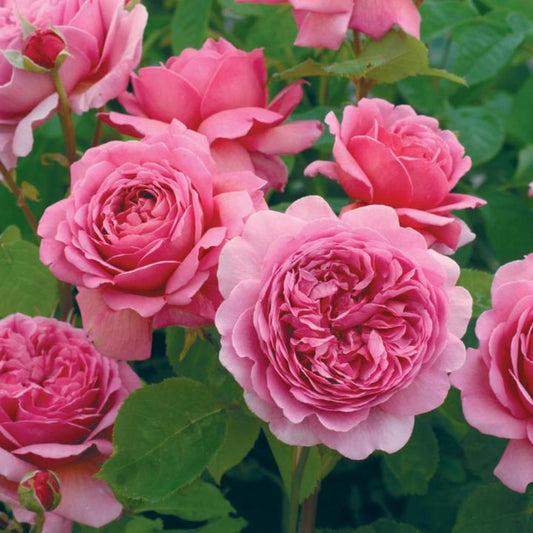 Rose Princess Alexandra Kent Shrub 6L