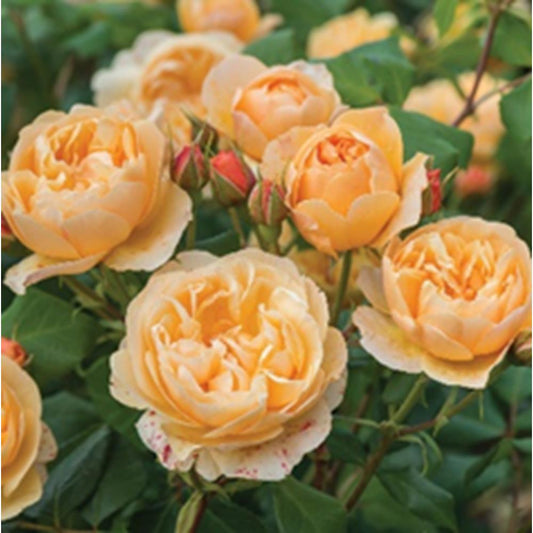 Rose Roald Dahl Shrub 6L