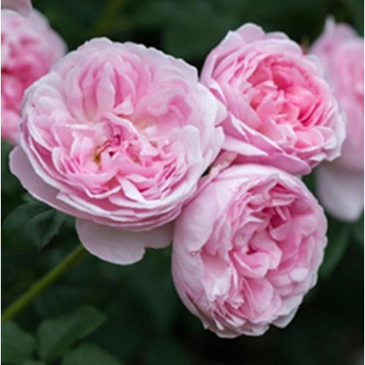 Rose Scepter'D Isle Shrub 6L