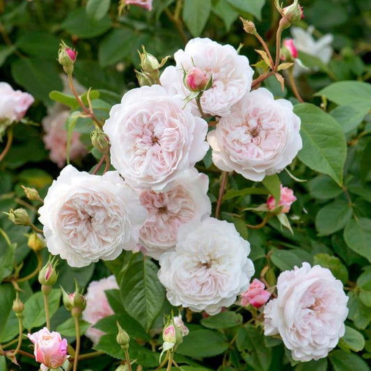 Rose The Albrighton Rambler 6L