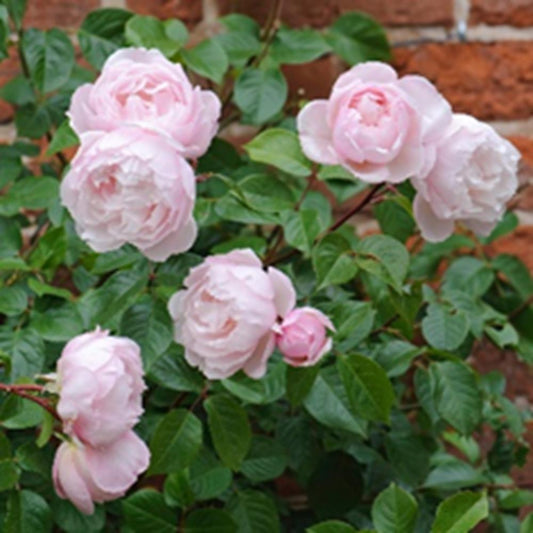 Rose The Generous Gardener 6L Climber