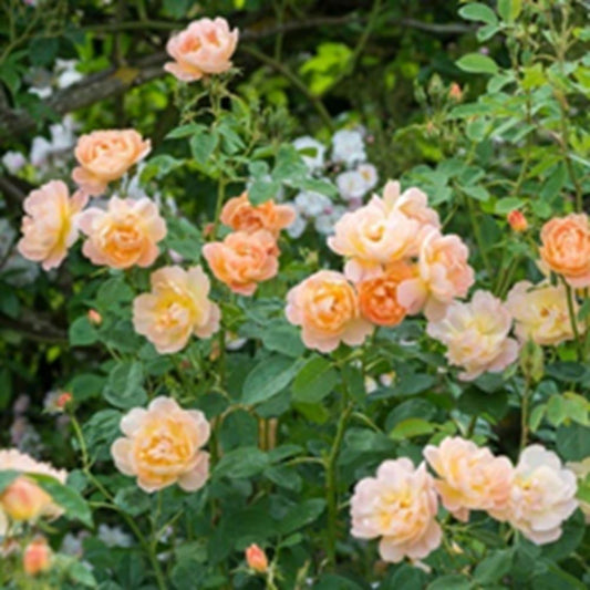 Rose The Lark Ascending Shrub 6L