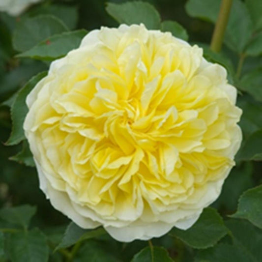 Rose The Pilgrim  Climber 6L