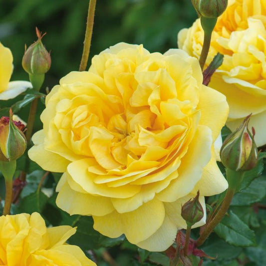 Rose The Poet'S Wife Shrub 6L