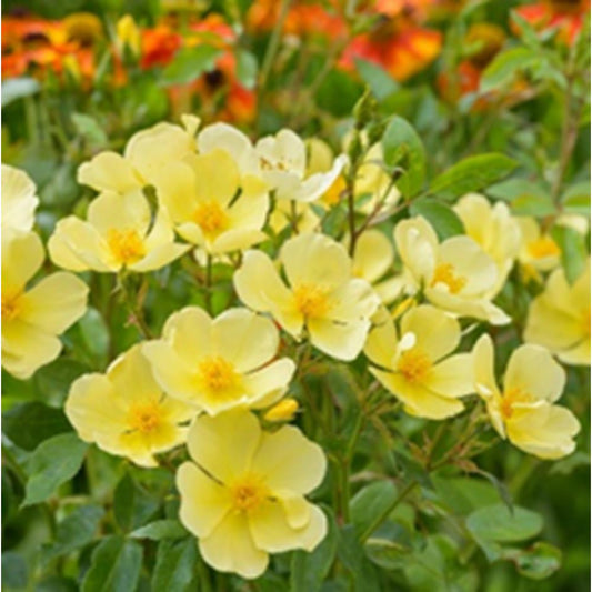 Rose Tottering-By-Gently Shrub 6L