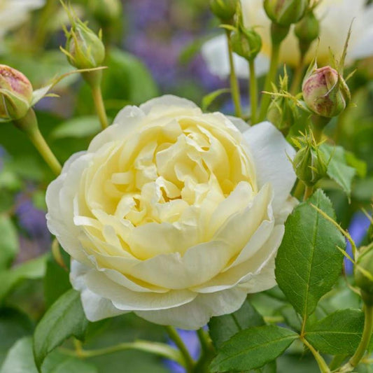 Rose Vanessa Bell Shrub 6L