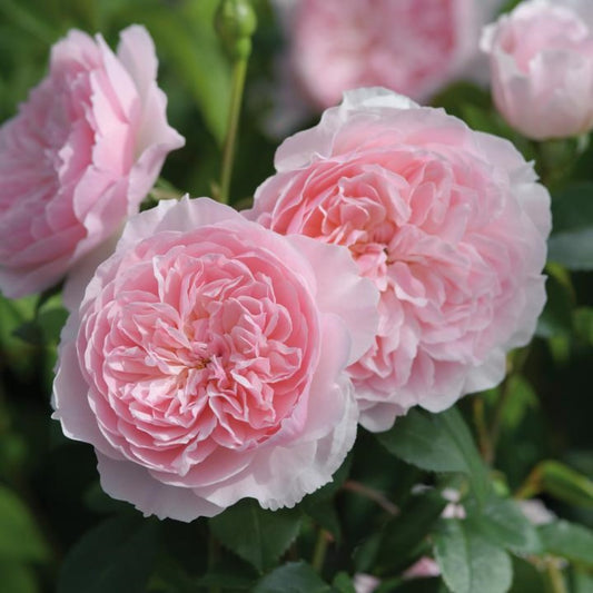 Rose Wisley 2008 Shrub 6L
