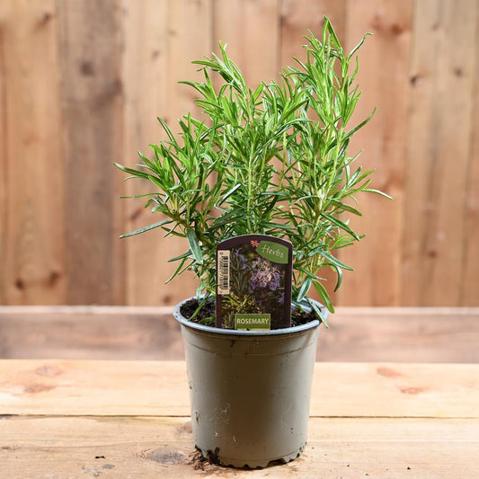 Rosemary Miss Jessop'S - Rosmarinus Officinalis  1L