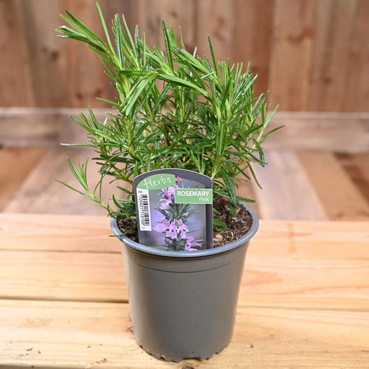Rosemary Pink - Rosmarinus Officinalis  1L