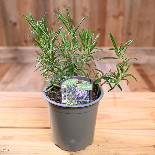 Rosemary - Rosmarinus Officinalis 1L