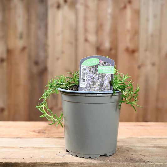 Rosemary Trailing - Rosmarinus Officinalis  1L