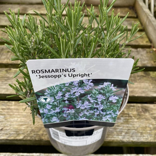 Rosmarinus 'Jessop'S Upright' 2L
