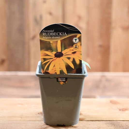 Rudbeckia Fulgida Deamii 1L