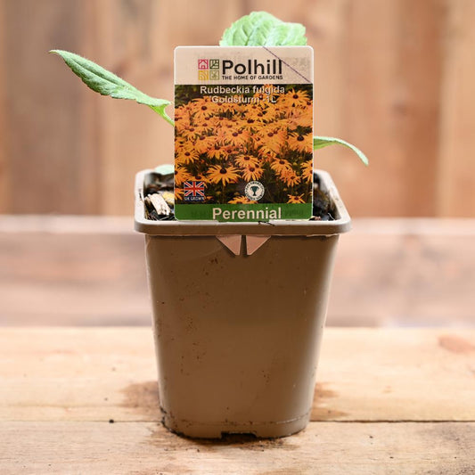 Rudbeckia Fulgida Goldsturm 1L