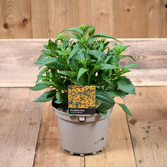 Rudbeckia Little Gold Star 3L