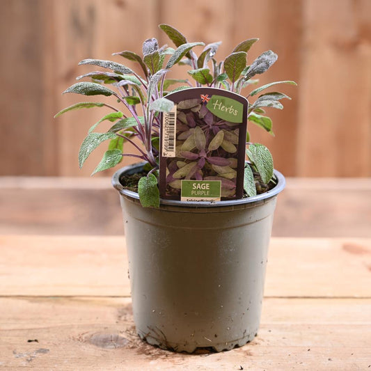Sage Purple - Salvia Officinalis 'Purpurascens' 1L