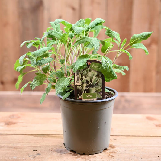 Sage -Salvia Officinalis 1L
