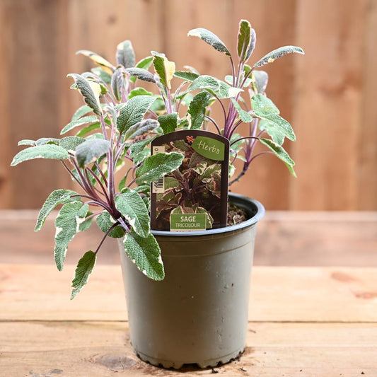Sage Tricolour - Salvia Officinalis  1L
