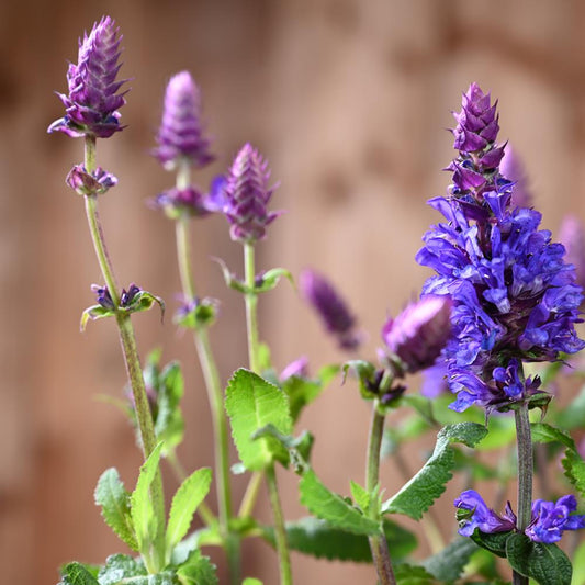 Salvia Blue Marvel 3L