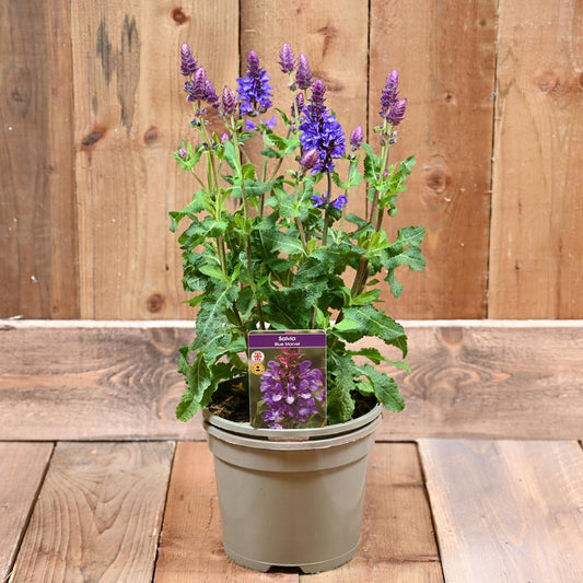 Salvia Blue Marvel 3L