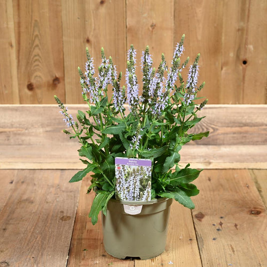 Salvia Bumble Sky 3L