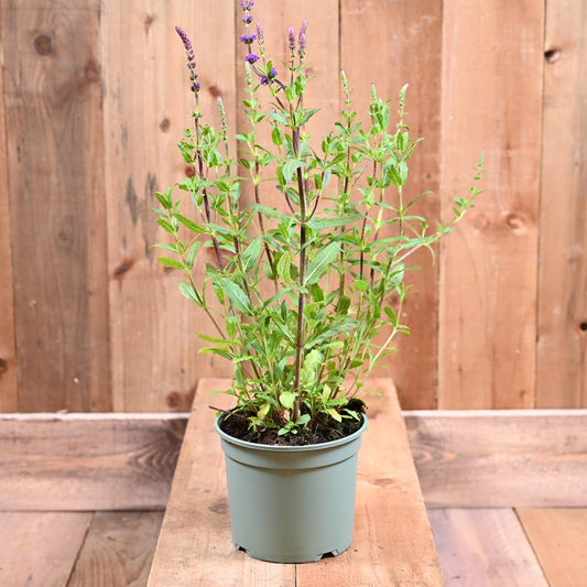 Salvia Caradonna 3 Litre