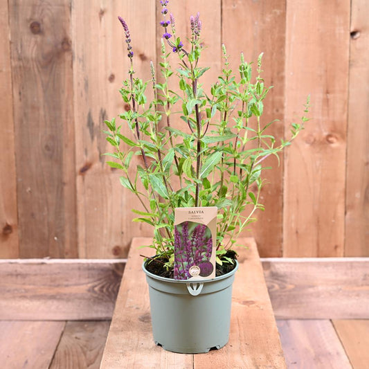 Salvia Caradonna 3 Litre