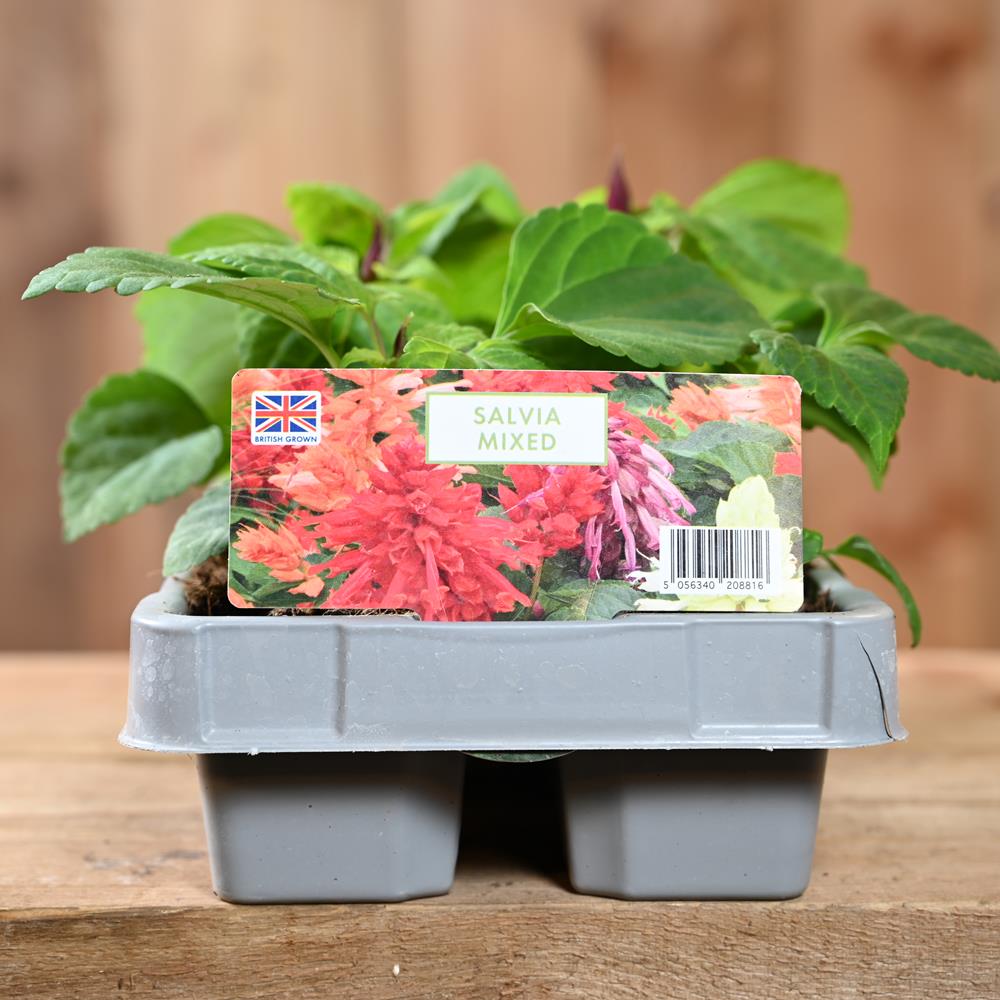 Salvia Mixed  6 Pack