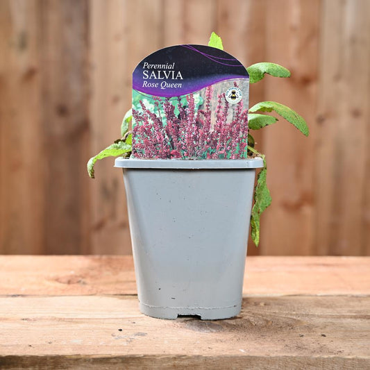 Salvia X Sylvestris Rose Queen 1L