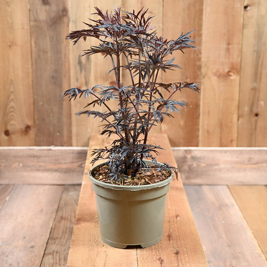 Sambucus 'Black Lace' 3L