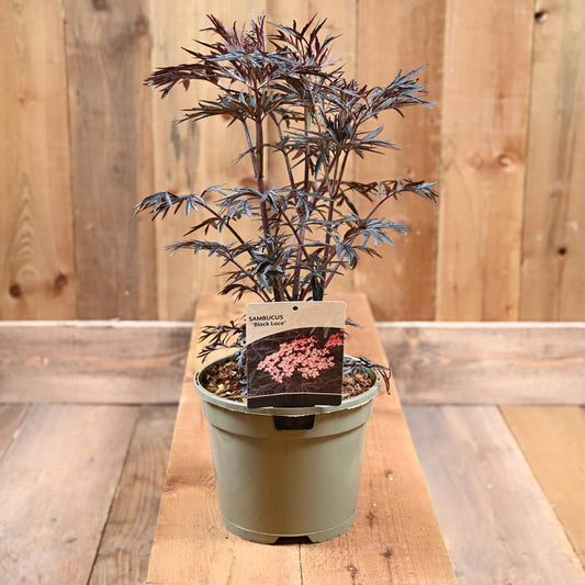 Sambucus 'Black Lace' 3L