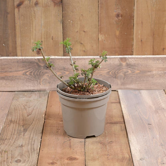 Sambucus Golden Tower 3L