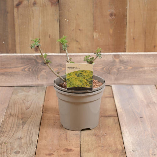 Sambucus Golden Tower 3L