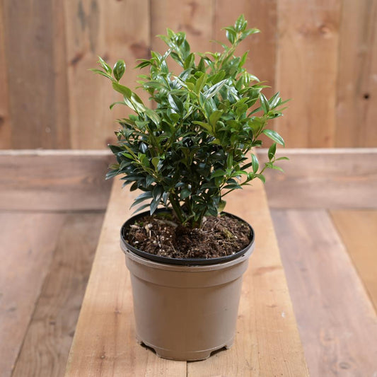 Sarcococca Confusa 2L
