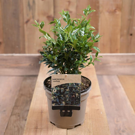 Sarcococca Confusa 2L